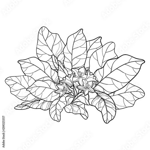 Outline Mandragora officinarum or Mediterranean mandrake leaf bunch with flower in black isolated on white background. photo