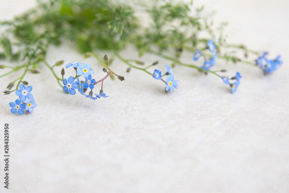 Blue myosotis flowers on a light background. The basis for creating albums and postcards. Flowers - a symbol of memorable moments