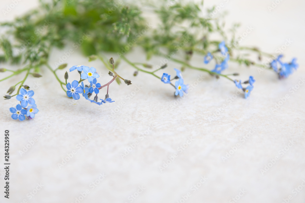 Blue myosotis flowers on a light background. The basis for creating albums and postcards. Flowers - a symbol of memorable moments Blue myosotis flowers on a light background. The basis for creating albums and postcards. Flowers - a symbol of memorable moments