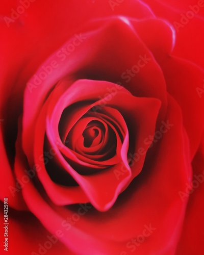 Red rose  close up shot 