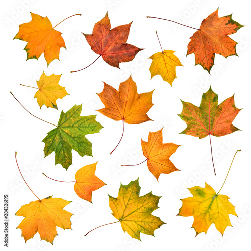Set of beautiful colorful autumn leaves