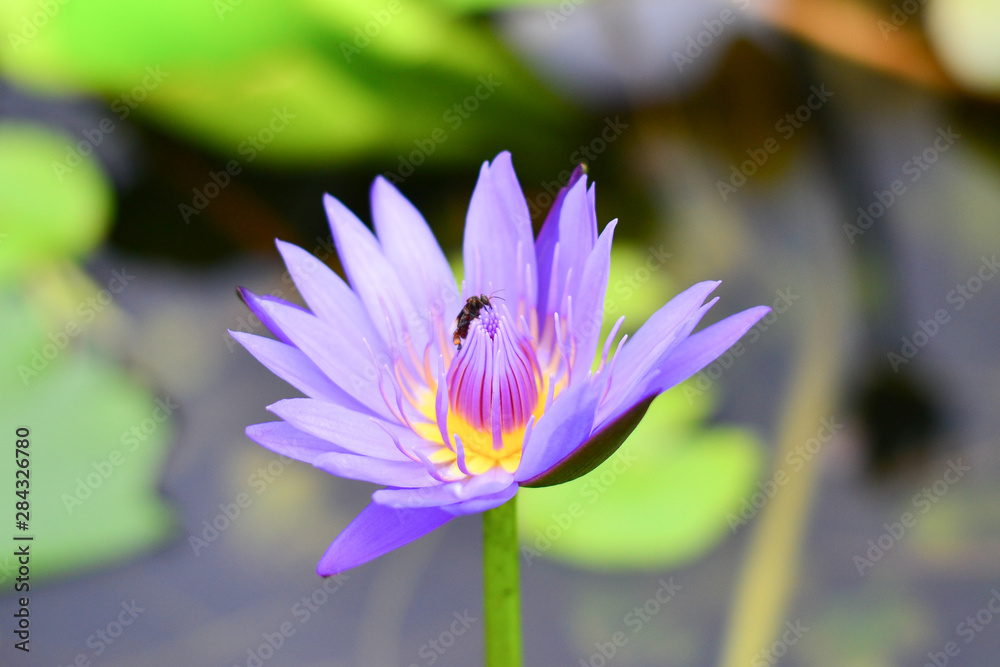 he Lotus Flower with the Bee. The bee was approaching the center of flower finding its food based on sweet aroma of the flower he Lotus Flower with the Bee. The bee was approaching the center of flower finding its food based on sweet aroma of the flower
