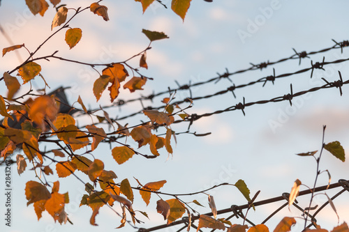 sunset behind the barbed wire in the evening of autumn - fence with sunset background - Sweden 