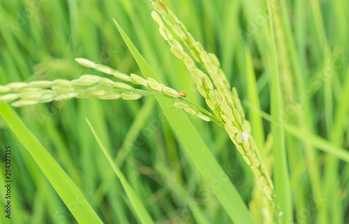 A closeup shot of rice grains in a Thailand field