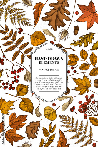 Card design with colored rowan, rowan, acorn, buckeye, fern, maple, birch, maple leaves, lagurus