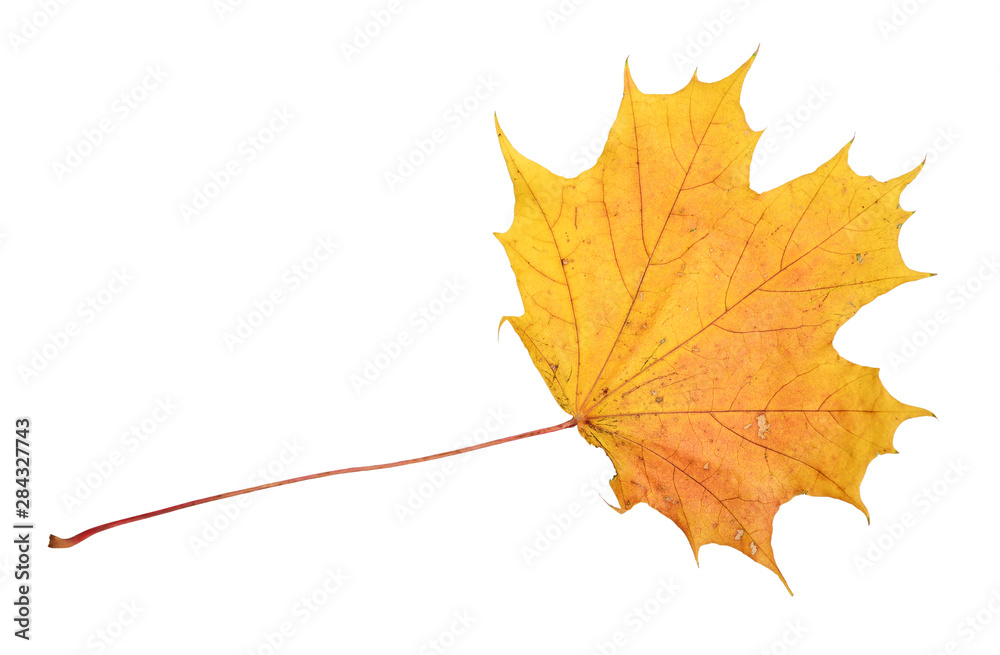 Beautiful colorful autumn leaf Beautiful colorful autumn leaf