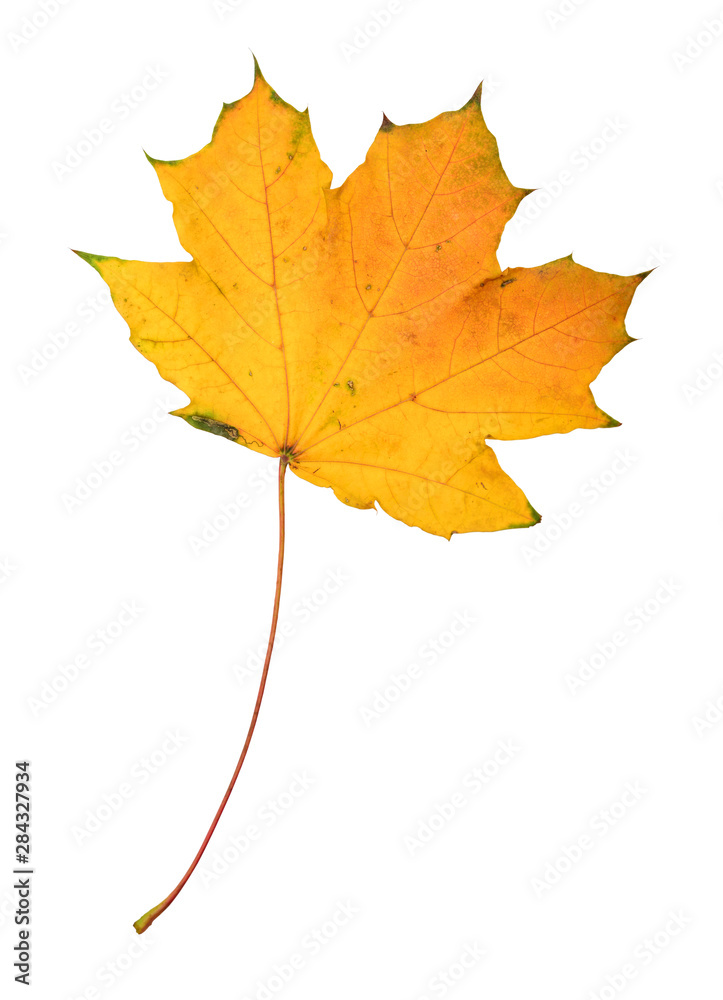 Beautiful colorful autumn leaf Beautiful colorful autumn leaf