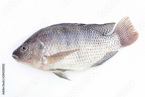 Tilapia fish on white background 