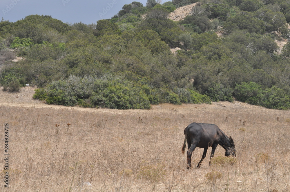 Fototapeta premium The beautiful Animal Donkey in the natural environment