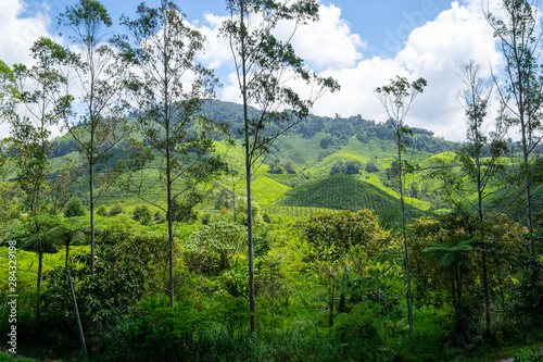 Beautiful landscape view of tea plantation in Cameron Highlands