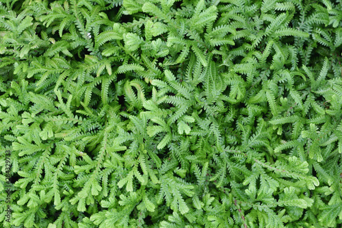 The leaves of the Fern