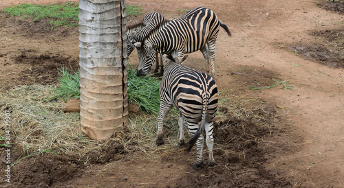 Hippotigris in the zoo