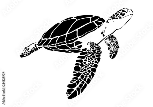 Fototapeta graphic sea turtle,vector illustration of sea turtle