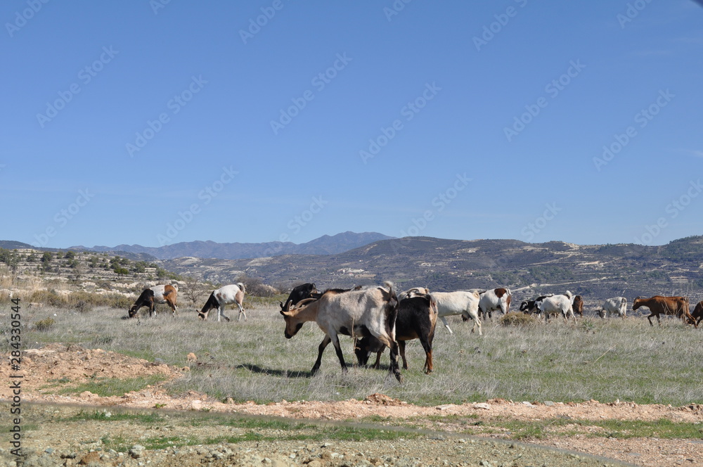 Obraz premium The beautiful Animal Goat in the natural environment (farm)