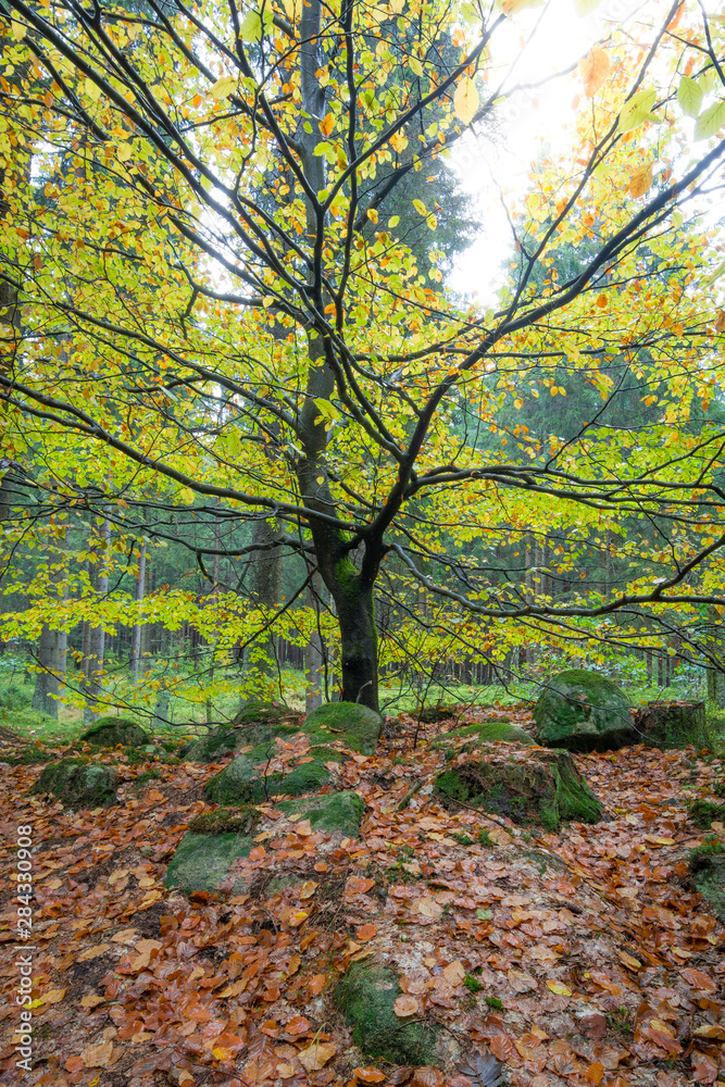 Fototapeta premium Baum mit Herbstlaub im Harz an einem Tag im Herbst