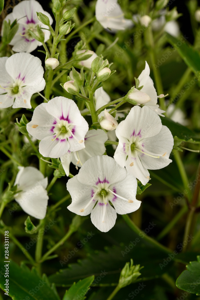Avalanche Fleurs blanches du cultivar Parahebe Avalanche Fleurs blanches du cultivar Parahebe