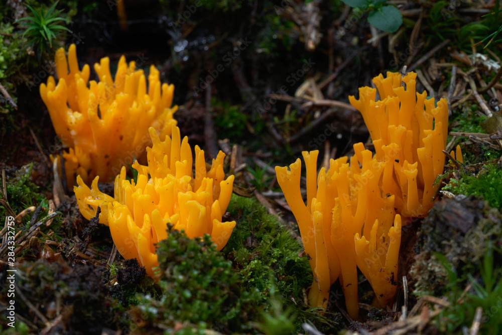 Yellow jelly mushroom Calocera viscosa growing in the spruce forest. Also know as yellow stagshorn. Inedible wild mushroom, natural condition. Yellow jelly mushroom Calocera viscosa growing in the spruce forest. Also know as yellow stagshorn. Inedible wild mushroom, natural condition.