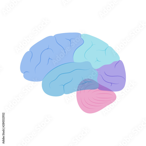Vector illustration of human brain anatomy 