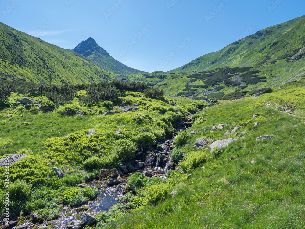 Beautiful mountain stream cascade flows between lush green fern leaves and yellow flowers, spruce tree forest and green moutain peaks in background. Western Tatras mountains, Rohace Slovakia, summer