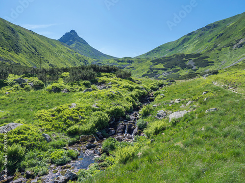 Beautiful mountain stream cascade flows between lush green fern leaves and yellow flowers, spruce tree forest and green moutain peaks in background. Western Tatras mountains, Rohace Slovakia, summer