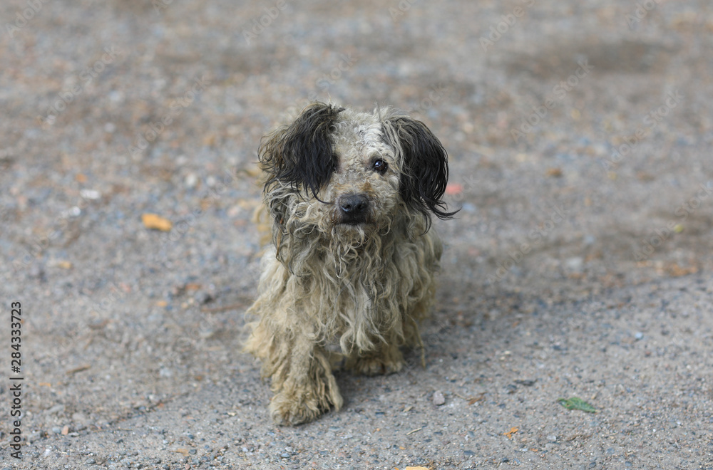 Fototapeta premium old dirty stray dog mongrel