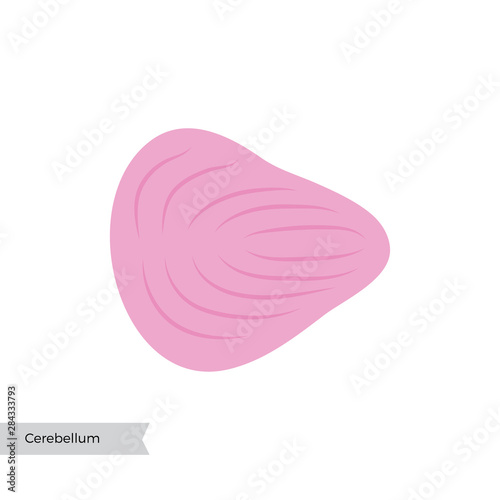 Vector illustration of Cerebellum