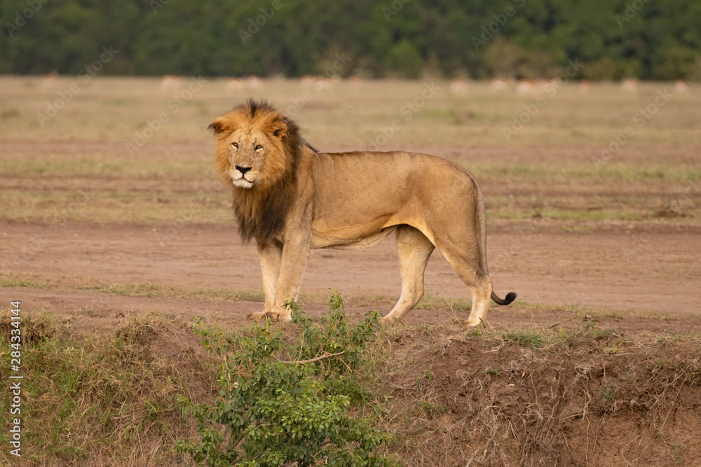 Fototapeta premium Male lion standing in the Masai Mara savannah