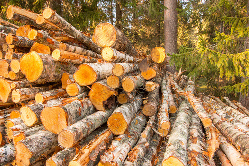 Timber in autumn in Sweden