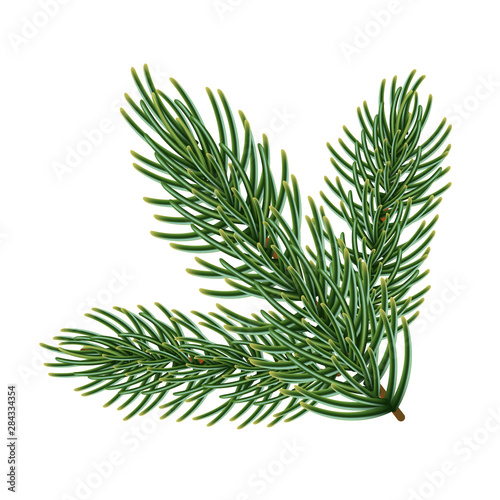 Green branch of a christmas tree, isolated on white background.