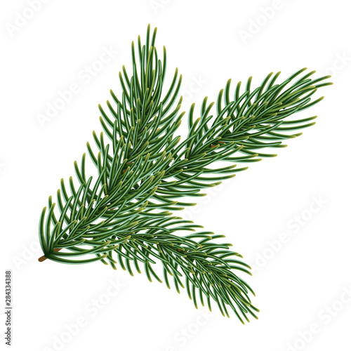 Green branch of a christmas tree, isolated on white background.