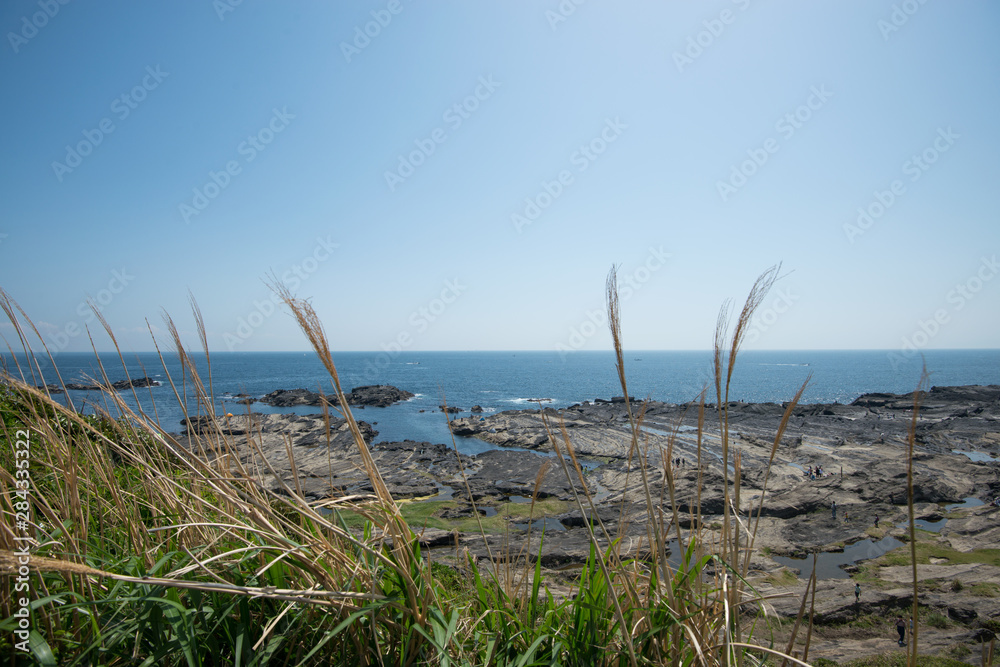 城ヶ島 ススキと海