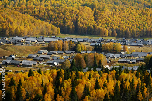 Hemu village in colorful autumn in morning golden light, Xinjiang, China