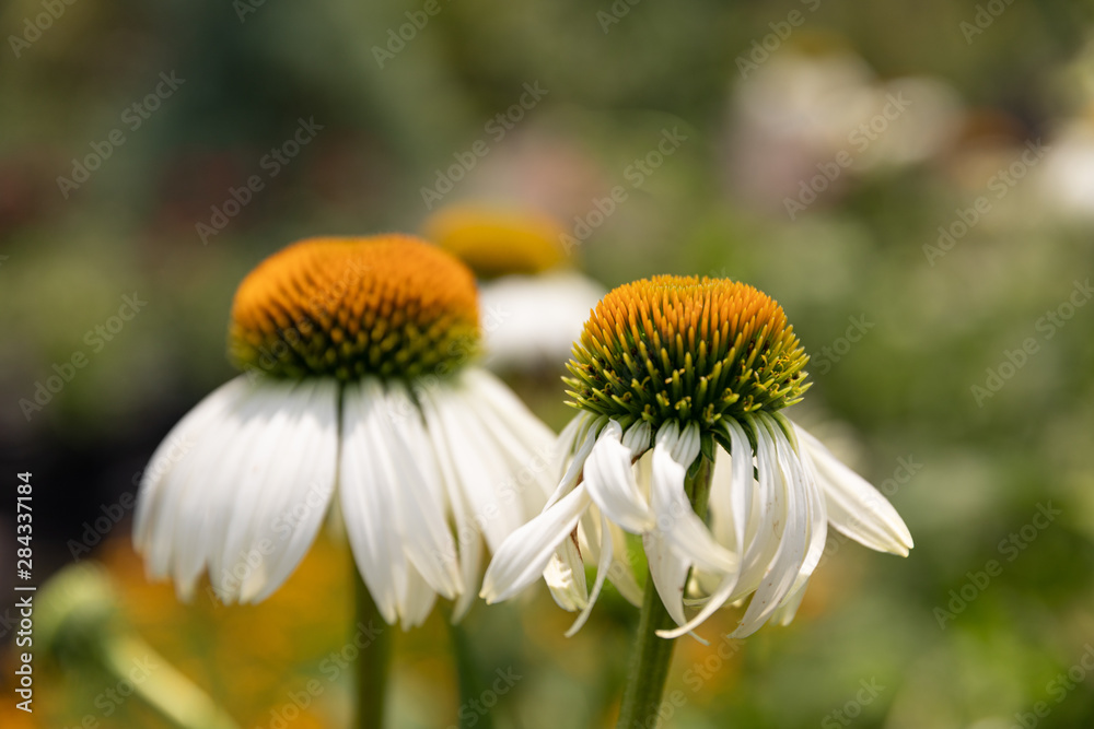 White Echinacea