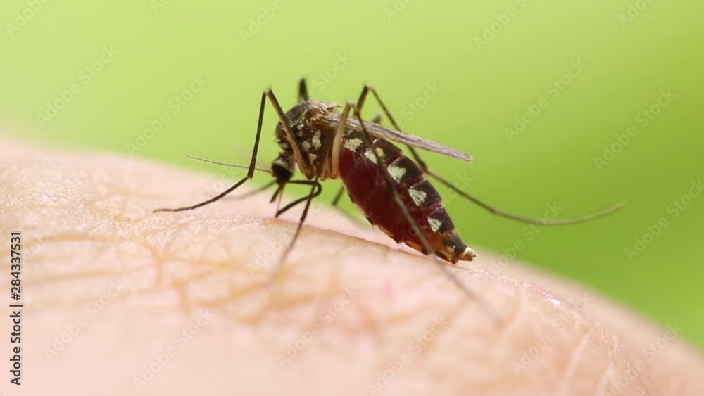 Aedes aegypti Mosquito. Close up a Mosquito sucking human blood, Aedes aegypti Mosquito. Close up a Mosquito sucking human blood,