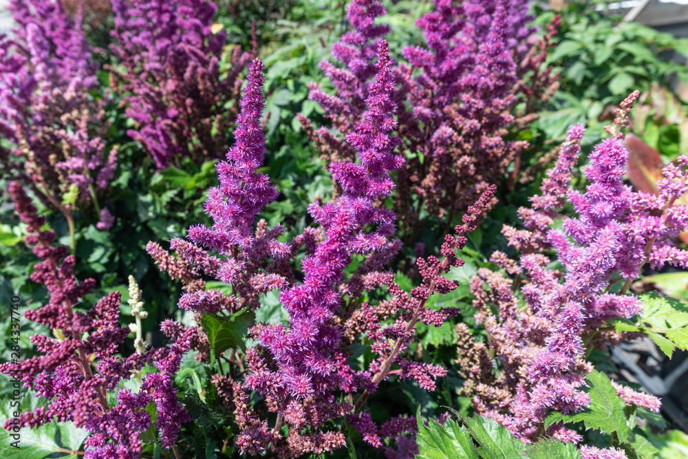 Astilbe