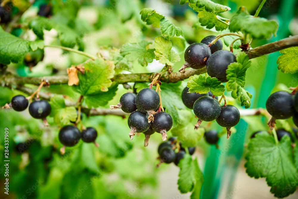 Branch of black currant in the garden