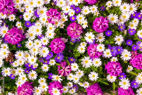 Different flowers. Floral decorated wall background
