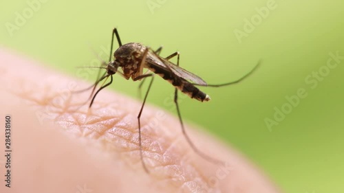 Aedes aegypti Mosquito. Close up a Mosquito sucking human blood,