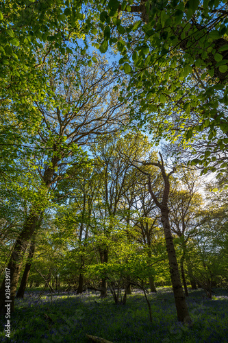 A traditional blue bell wood located in a wild forest deep in the Suffolk countryside