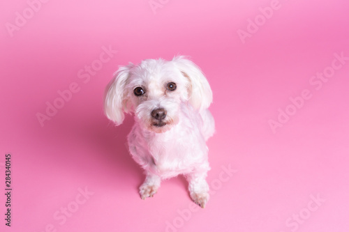Beautiful Maltese dog sitting, short coat, top view, pink background