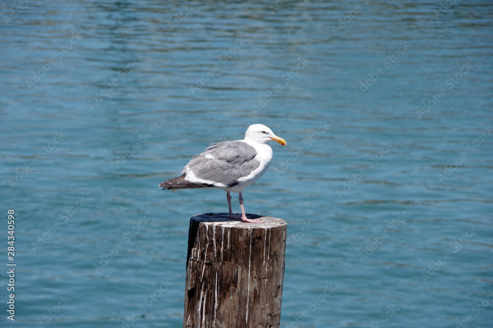 View of a single seagull sitting on a post in the harbor View of a single seagull sitting on a post in the harbor