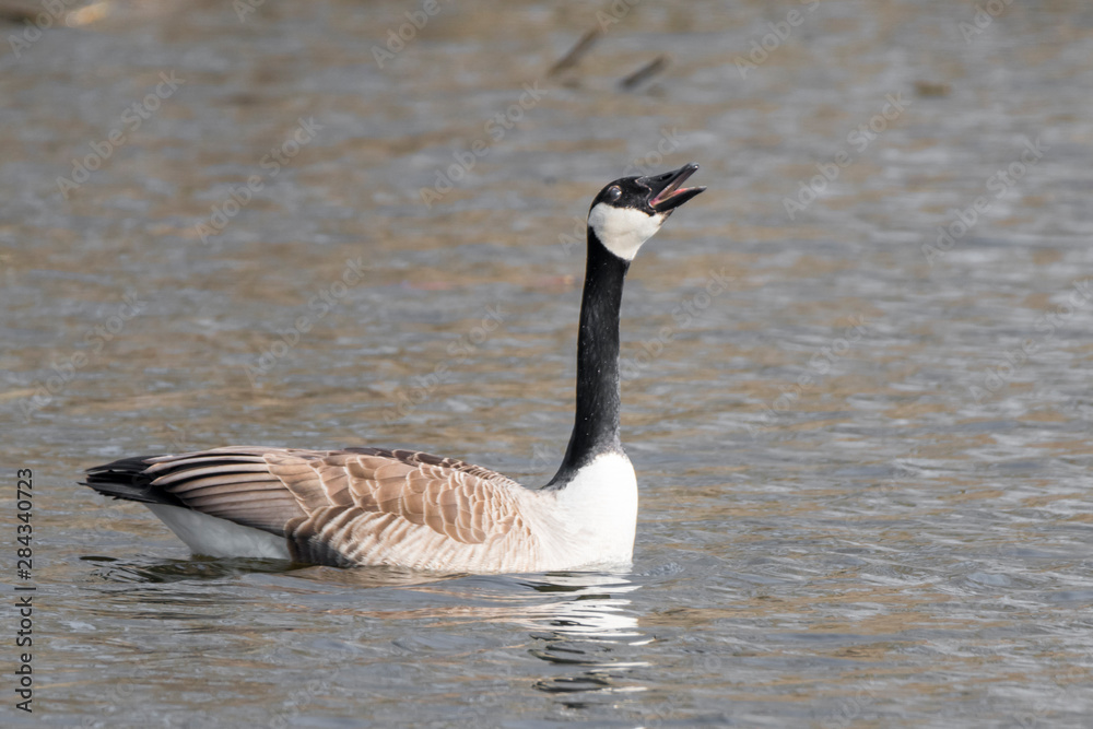 Canada goose is swimming and screaming on a lake Canada goose is swimming and screaming on a lake