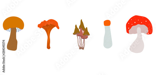  Boletus, fly agaric, toadstool and other mushrooms on a white background. Illustration. Flat vector.