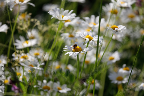 Wildblumenwiese mit vielen weißen Margeriten Blumen, Insekten, Bienen im Sommer