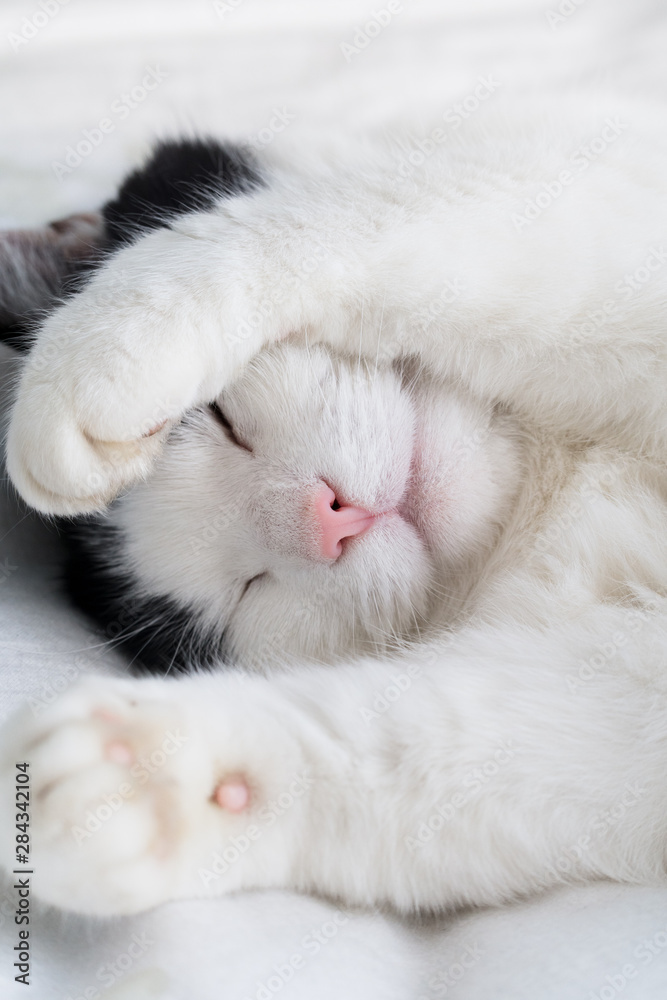 Sleepy cat with paw over face Sleepy cat with paw over face