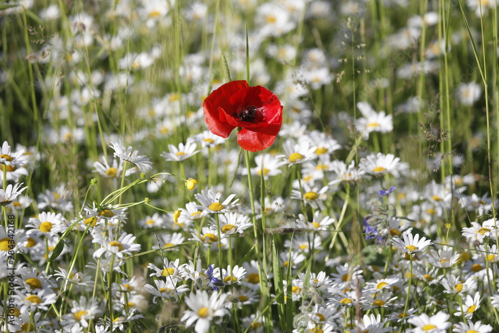 Roter Klatschmohn und weiße Wiesen-Margeriten auf Blumenwiese im Sommer