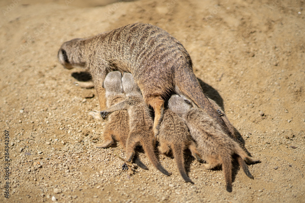 Fototapeta premium Meerkat with babies