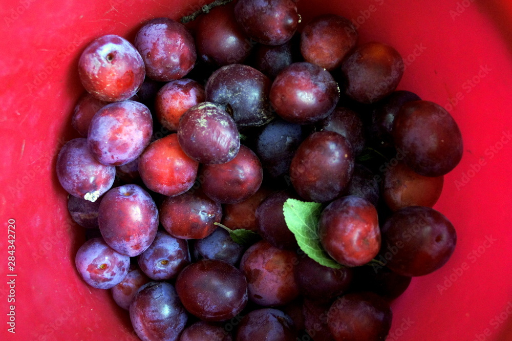 organic plum berries organic plum berries