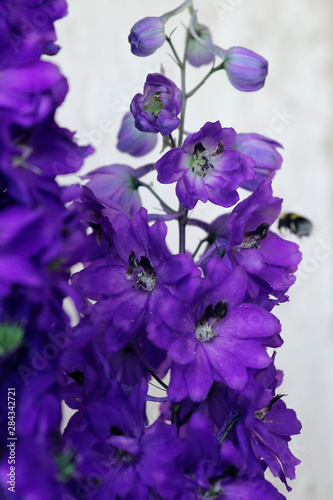 Blauer Rittersporn mit vielen Bl  ten und Hummel im Sommer vor wei  em Hintergrund