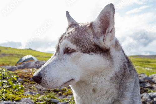 Portrait of dog breed Husky on sunny summer day.